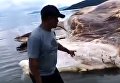 На берег индонезийского острова выбросило тушу морского чудовища