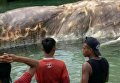 Морское существо, найденное в Индонезии