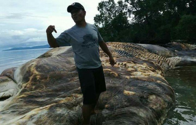 Морское существо, найденное в Индонезии