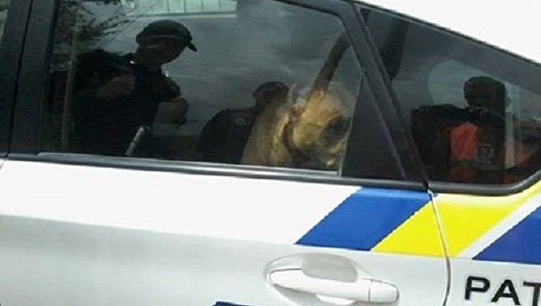 В Днепре пес пытался угнать патрульную машину