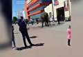 В Черновцах на автомойке помыли слона