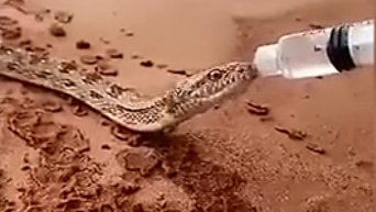 В Саудовской Аравии умирающую от жажды змею напоили водой из бутылки. Видео