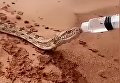 В Саудовской Аравии умирающую от жажды змею напоили водой из бутылки. Видео