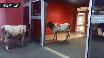 Коровы в торговом центре в России