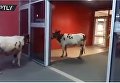 Коровы в торговом центре в России