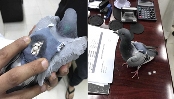 В Кувейте голубь перевозил наркотики в сумочке