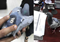 В Кувейте голубь перевозил наркотики в сумочке