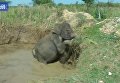 На Шри-Ланке слоненка и его маму спасли с помощью экскаватора