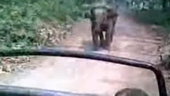 Слон набросился на туристов в Индии. Видео