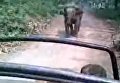 Слон набросился на туристов в Индии. Видео