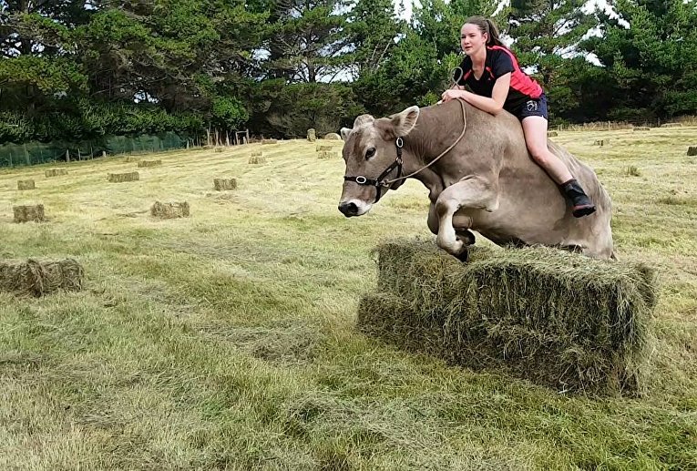 В Новой Зеландии красавица оседлала корову
