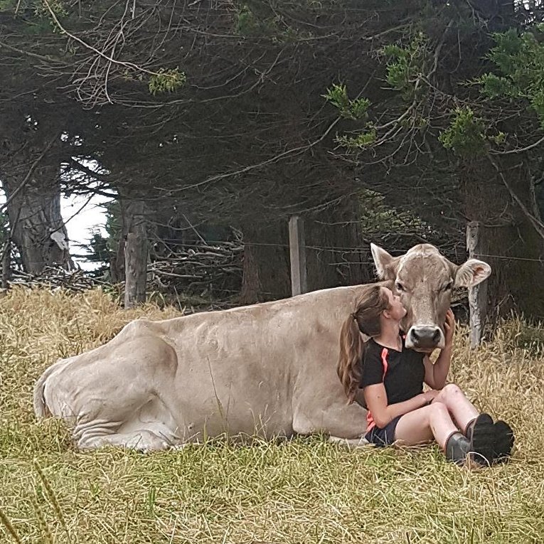 В Новой Зеландии красавица оседлала корову
