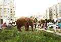 Слон в Ивано-Франковске