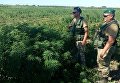 Плантация конопли в Одесской области