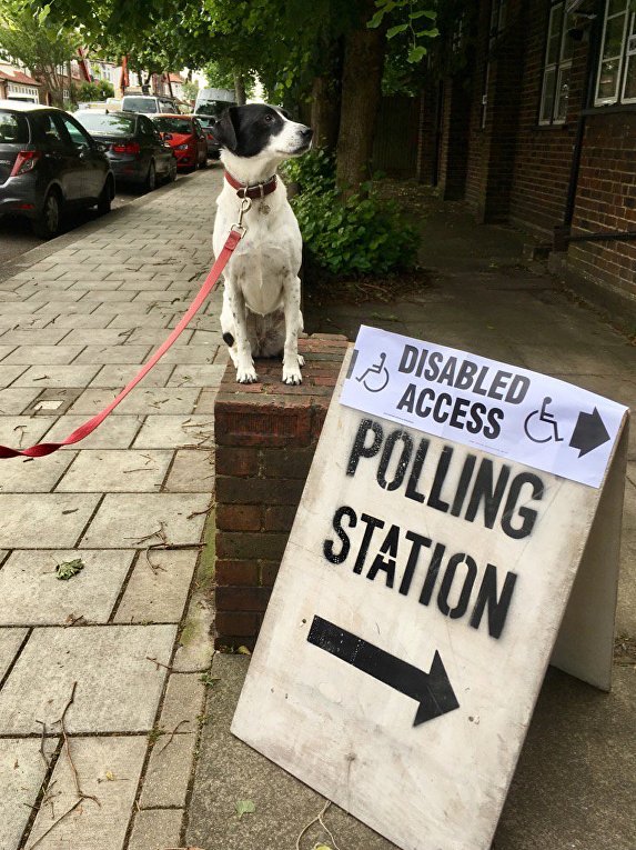 Британцы пришли на выборы с кошками, собаками и лошадьми