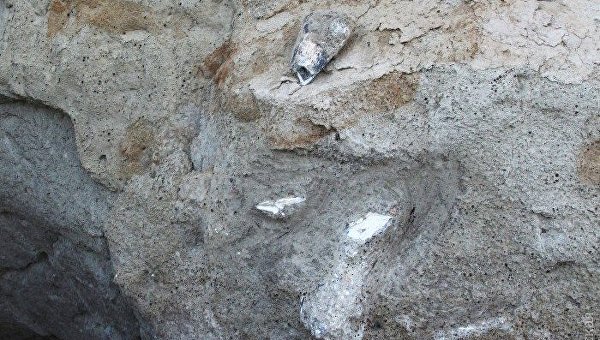 Останки древнего хоботного - мамонта или мастодонта - нашли на берегу Черного моря