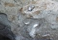 Останки древнего хоботного - мамонта или мастодонта - нашли на берегу Черного моря