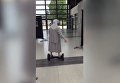 Во Франции монахиня приехала голосовать на гироскутере