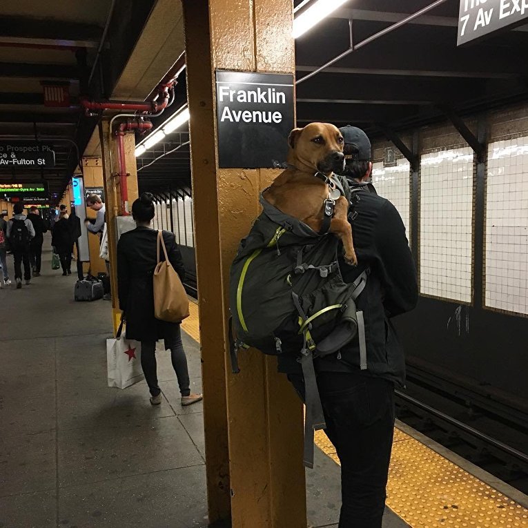 Собаки в метро Нью-Йорка