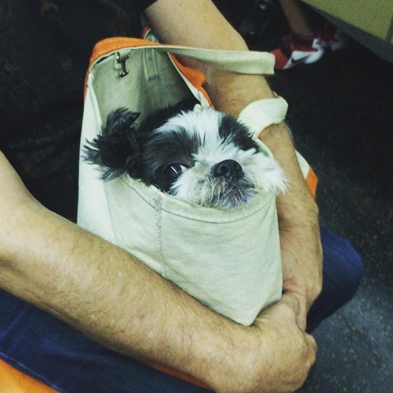 Собаки в метро Нью-Йорка