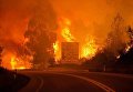 Жертвами лесных пожаров в Португалии стали 19 человек