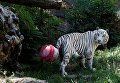 Животные в зоопарке Рима