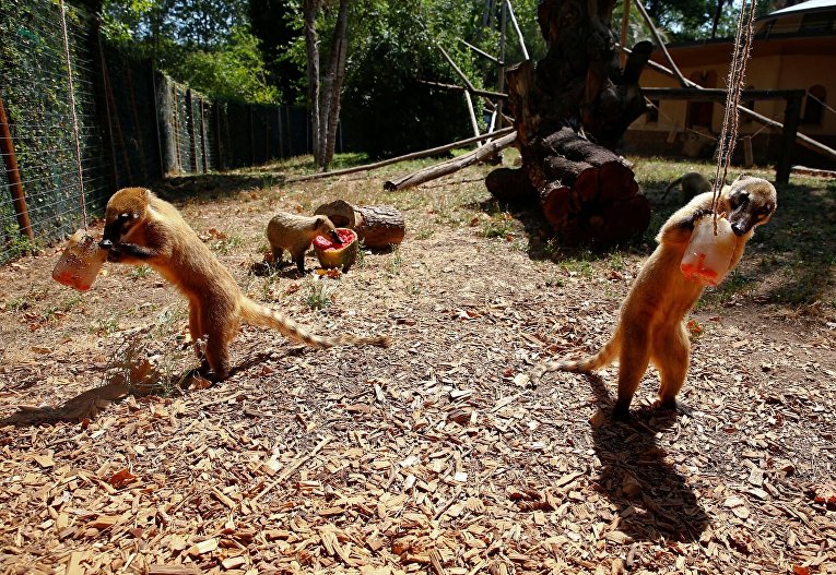 Животные в зоопарке Рима