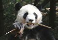 Панда столкнула со склона своего детеныша, который мешал ей есть