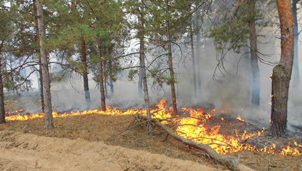 Пожар на территории Чулаковского лесничества в Херсонской области
