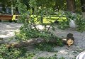 Ветка старой груши упала на прохожих в центре Киева