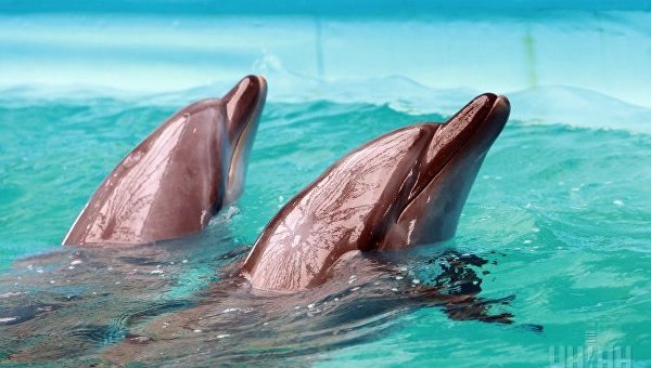 Дельфины в киевском дельфинарии Немо