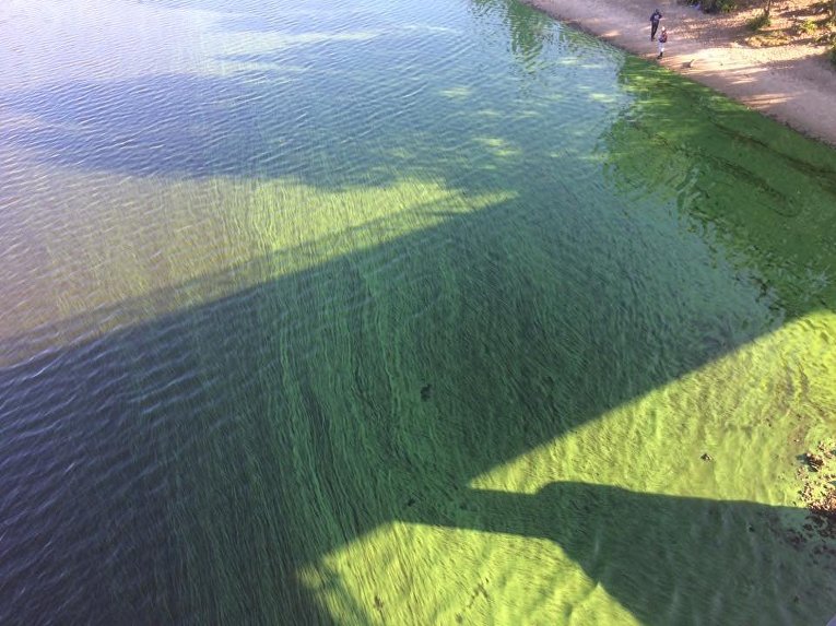 В Днепре позеленела вода