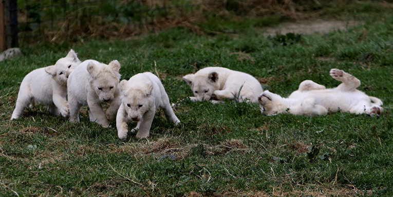 Потомство львят в частном зоопарке в деревне Дворце, Чехия