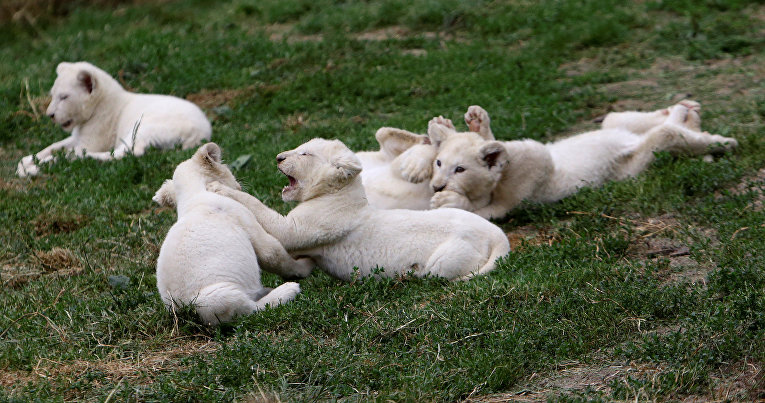 Потомство львят в частном зоопарке в деревне Дворце, Чехия