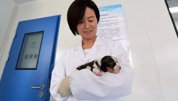В Китае начали клонировать ГМО-собак
