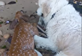 В Нью-Йорке пес спас тонущего олененка