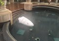 В США робот-охранник покончил с собой в фонтане бизнес-центра