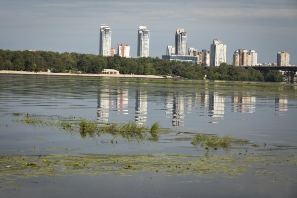 Днепр в Киеве зарастает водорослями