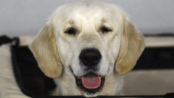 Собака породы золотистый ретривер. Архивное фото