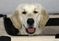 Собака породы золотистый ретривер. Архивное фото