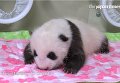 Взвешивание новорожденного детеныша панды в японском зоопарке