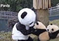 Работник зоопарка играет с маленькими пандами