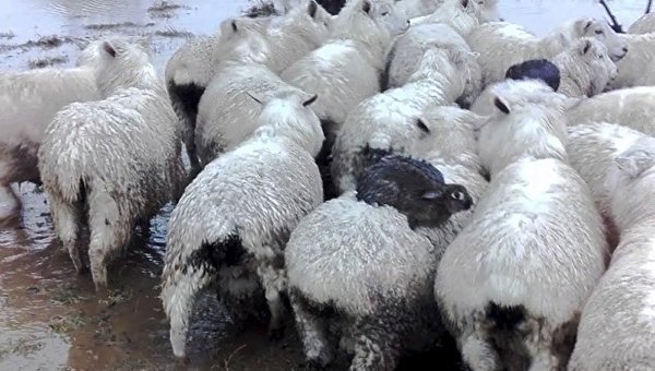 Дикие кролики в Новой Зеландии спасаются от наводнения на спинах местных овец