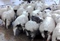 Дикие кролики в Новой Зеландии спасаются от наводнения на спинах местных овец