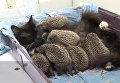 Кошка усыновила восьмерых ёжиков-сирот