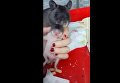 Крыса отвела хозяина к своему детенышу