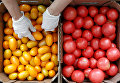 Сбор урожая помидоров