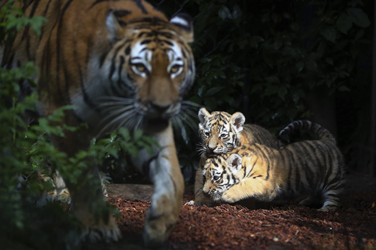 В Германии впервые показали новорожденных сибирских тигрят