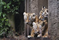 В Германии впервые показали новорожденных сибирских тигрят