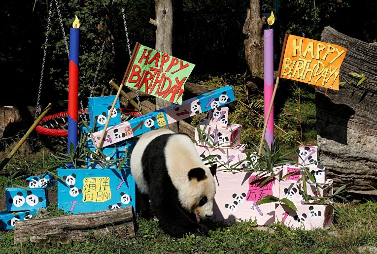 Гигантская панда Ян Ян отмечает день рождения ее близнецов в зоопарке Шенбрунн в Вене
